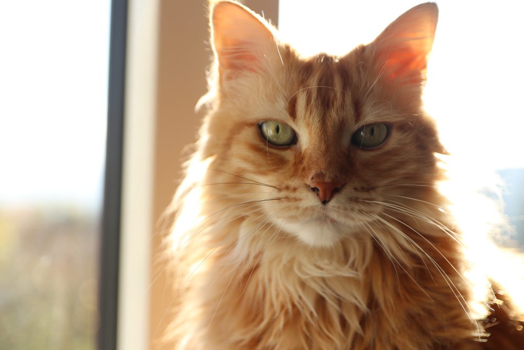 Portrait de Maxou