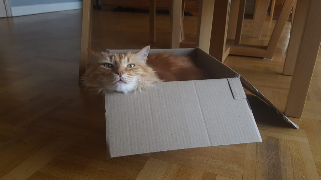 Maxou dans une boite en carton
