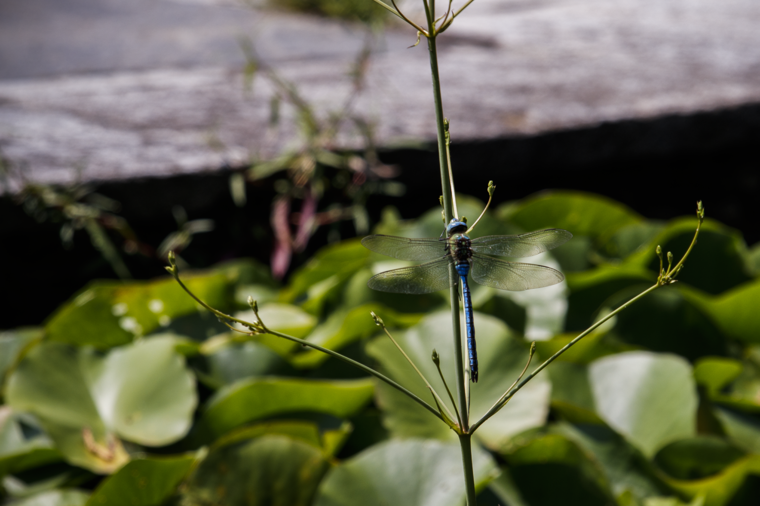libellule bleue sur un étang jardin botanique villa Taranto lac majeur lago maggiore italie
