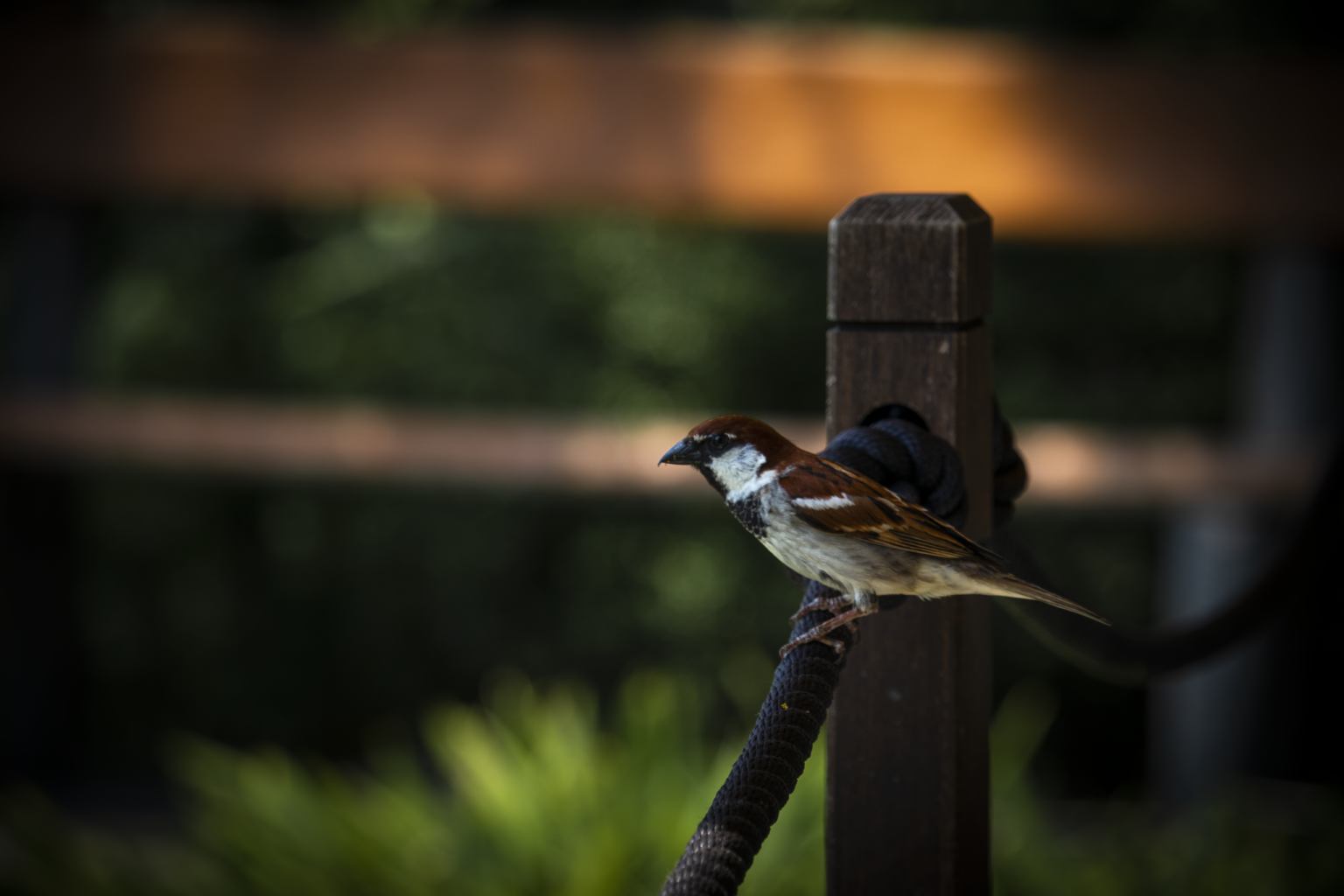 moineau posé sur une corde jardin botanique villa taranto lac majeur lago maggiore italie